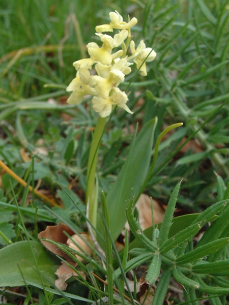 Orchis pallens